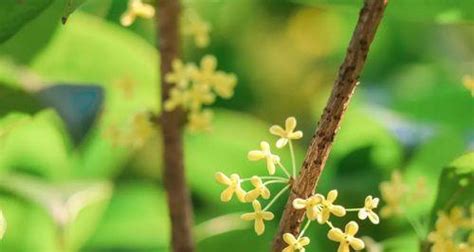 桂花 寓意|桂花寓意及花语：美丽与深刻内涵的探索